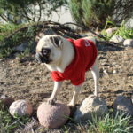 Pradzia pomocnik ogrodnika